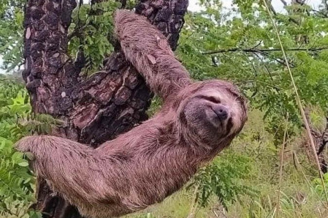 O bicho-preguiça foi encontrado em uma árvore próximo a pista do Park Way, sentido Aeroporto - (crédito: Divulgação/PMDF) O bicho-preguiça foi encontrado em uma árvore próximo a pista do Park Way, sentido Aeroporto - (crédito: Divulgação/PMDF)