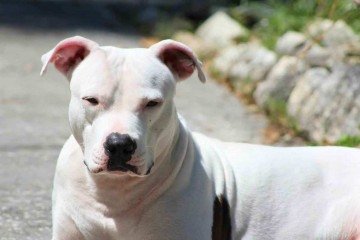 Imagem meramente ilustrativa de um pitbull -  (crédito: rmacwheeler/Pixabay)