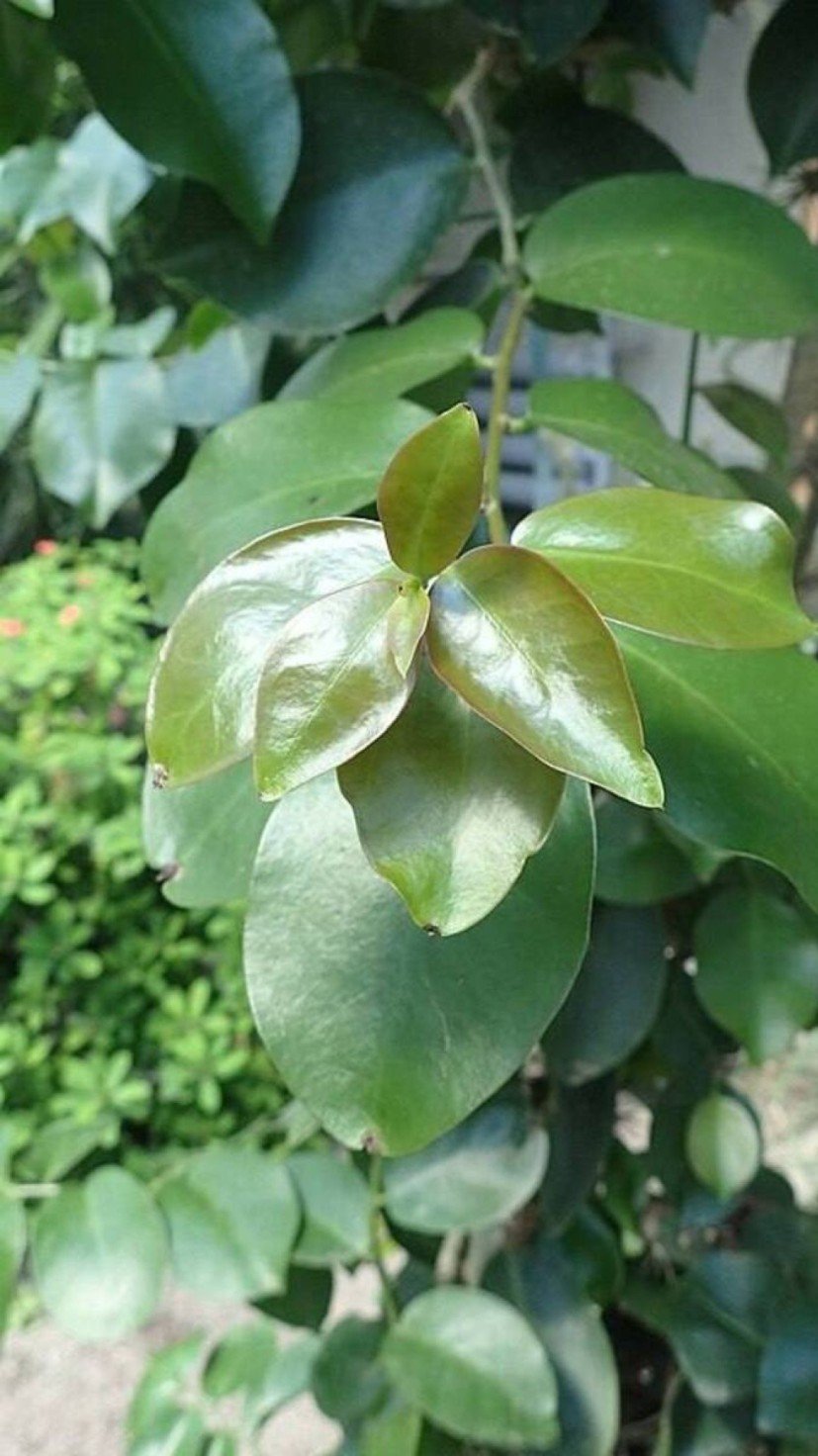 Segundo a nutricionista Letícia lenzi, que atualmente atende na Éclissée Estética Avançada, um dos diferenciais da ora-pro-nóbis é o alto teor de proteína da planta     -  (crédito: Krzysztof Ziarnek/Wikimedia Commons)
