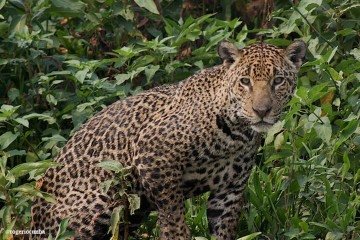MG: 35 animais silvestres foram resgatados por dia em 2024 - Rogério Cunha de Paula ICMBio