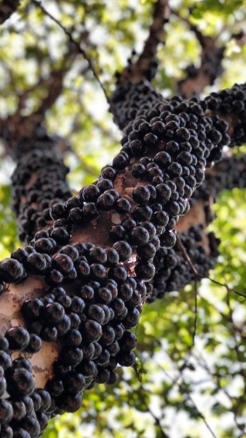O maior pomar de jabuticaba -  (crédito: Reprodução/Instagram/@fazendajabuticabal)