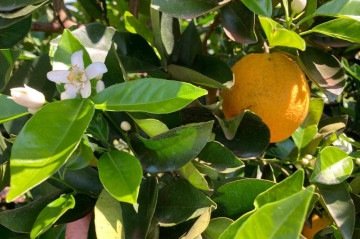 Os cientistas fizeram a medição direta de 80 laranjeiras e a coleta de dados biométricos em mais de 1.300 árvores cultivadas em diferentes regiões do cinturão citrícola -  (crédito: Divulgação/Embrapa/Carlos Ronquim)